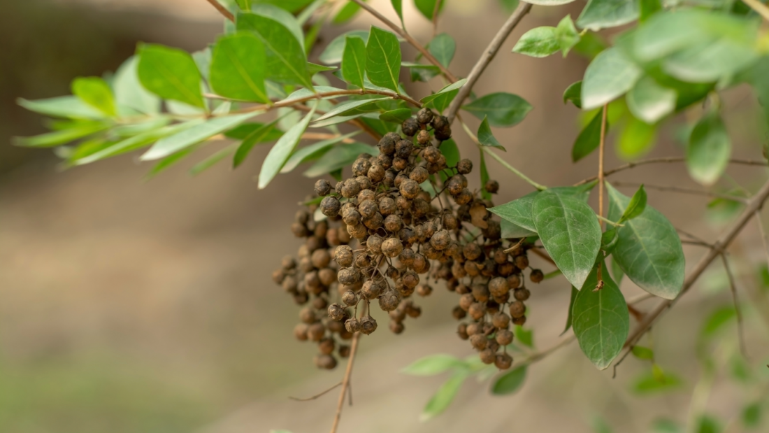 Огляд цікавих статей з PubMed за квітень 2026 року для косметологів та розробників косметики